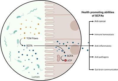 The science behind TCM and Gut microbiota interaction—their combinatorial approach holds promising therapeutic applications